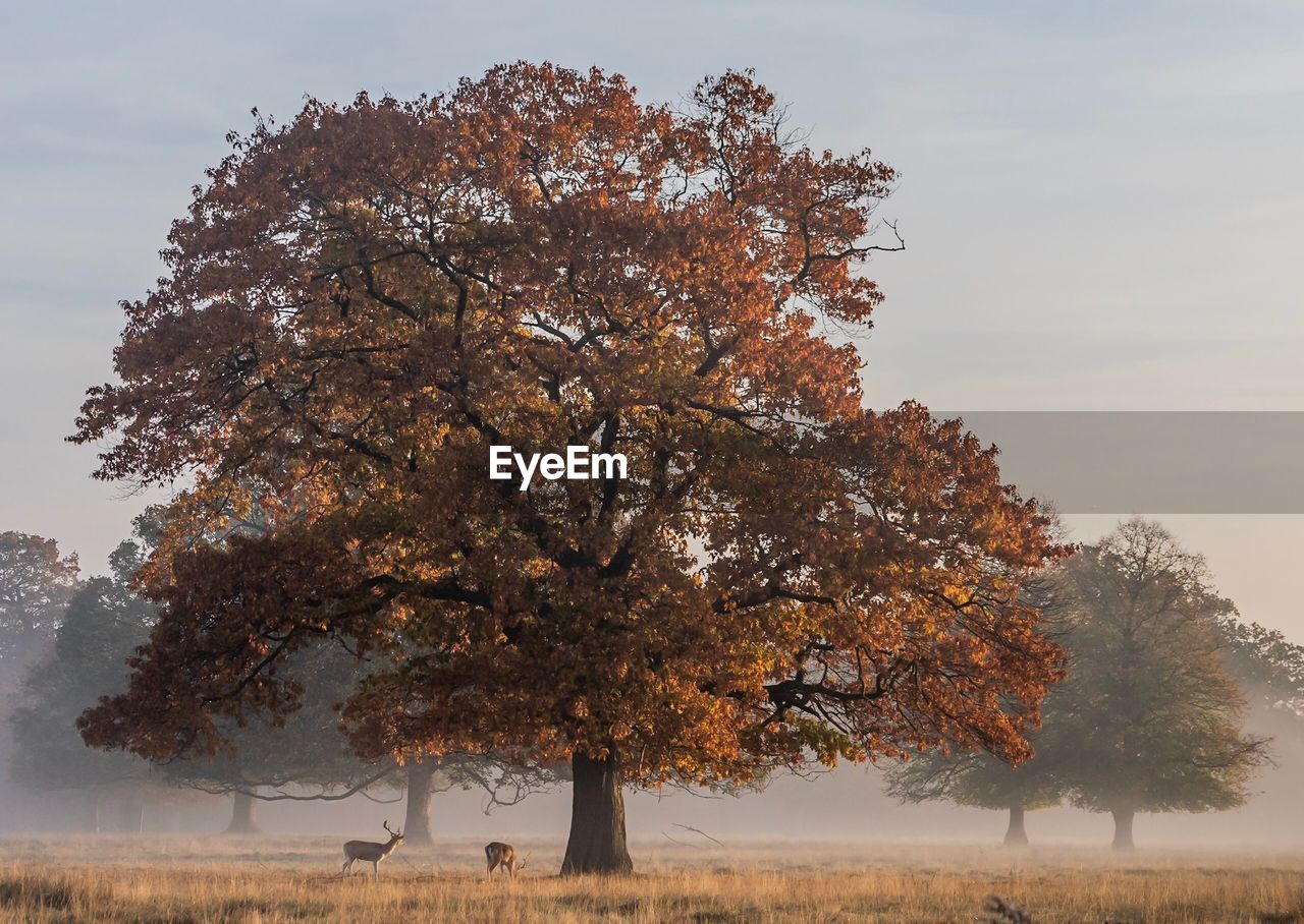 TREE ON FIELD DURING AUTUMN