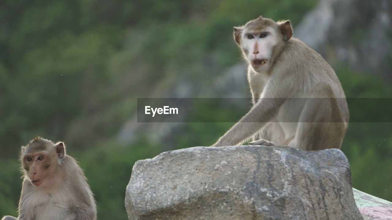 MONKEYS SITTING ON ROCKS