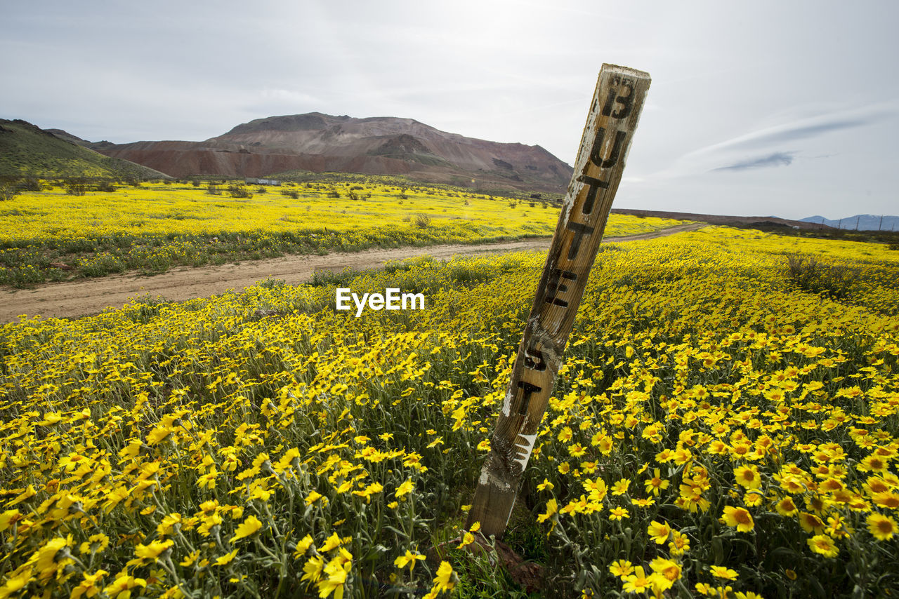 A desert in full wildflower bloom after recent rains in the cali