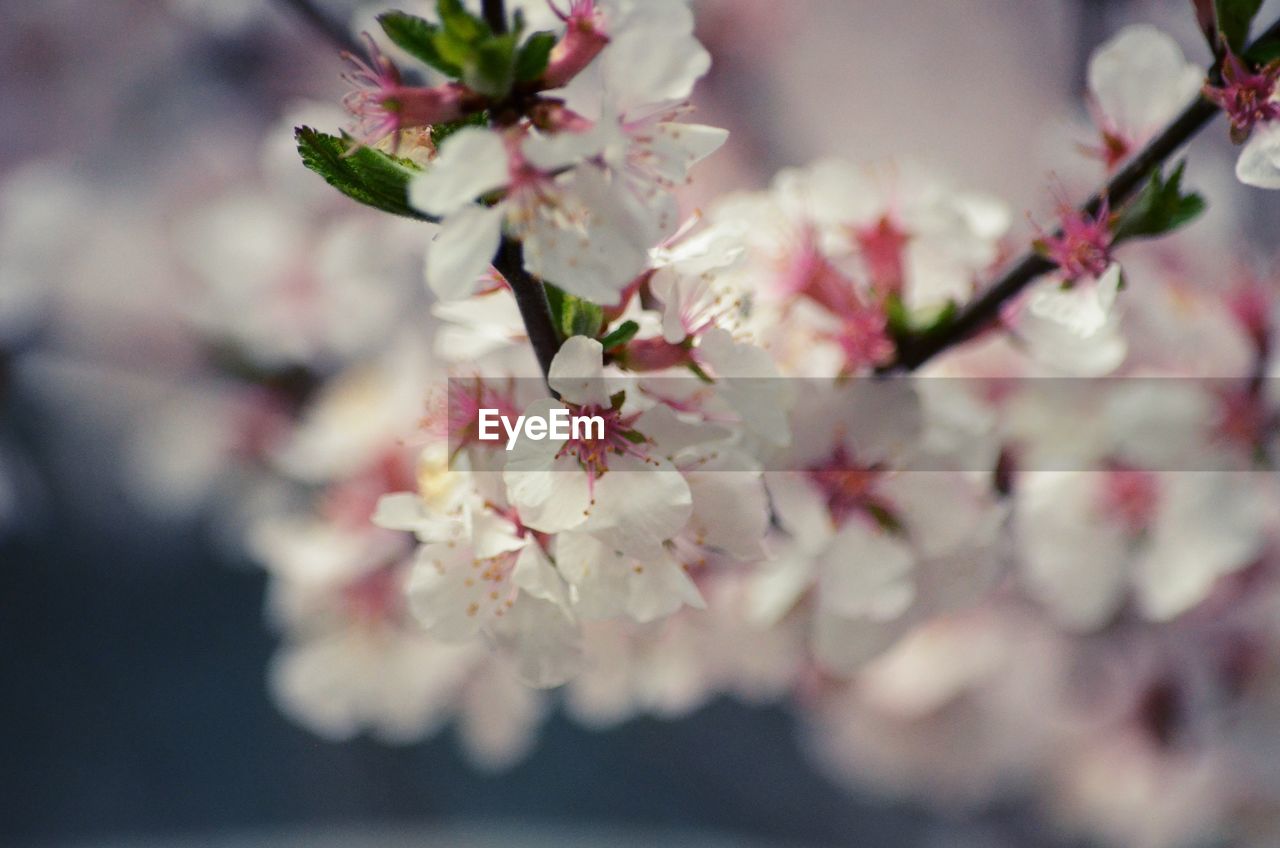 Close-up of pink cherry blossoms in spring