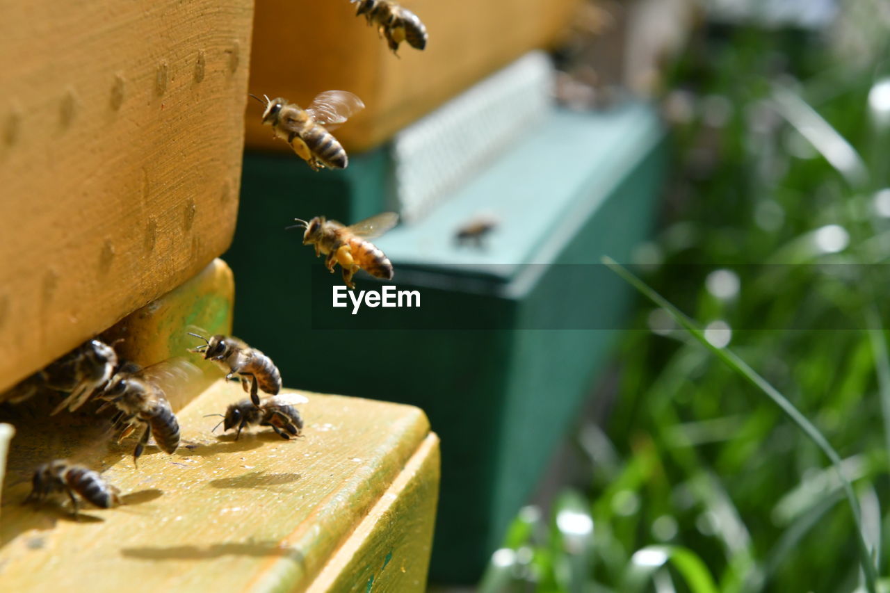 CLOSE-UP OF BEE FLYING IN THE ANIMAL