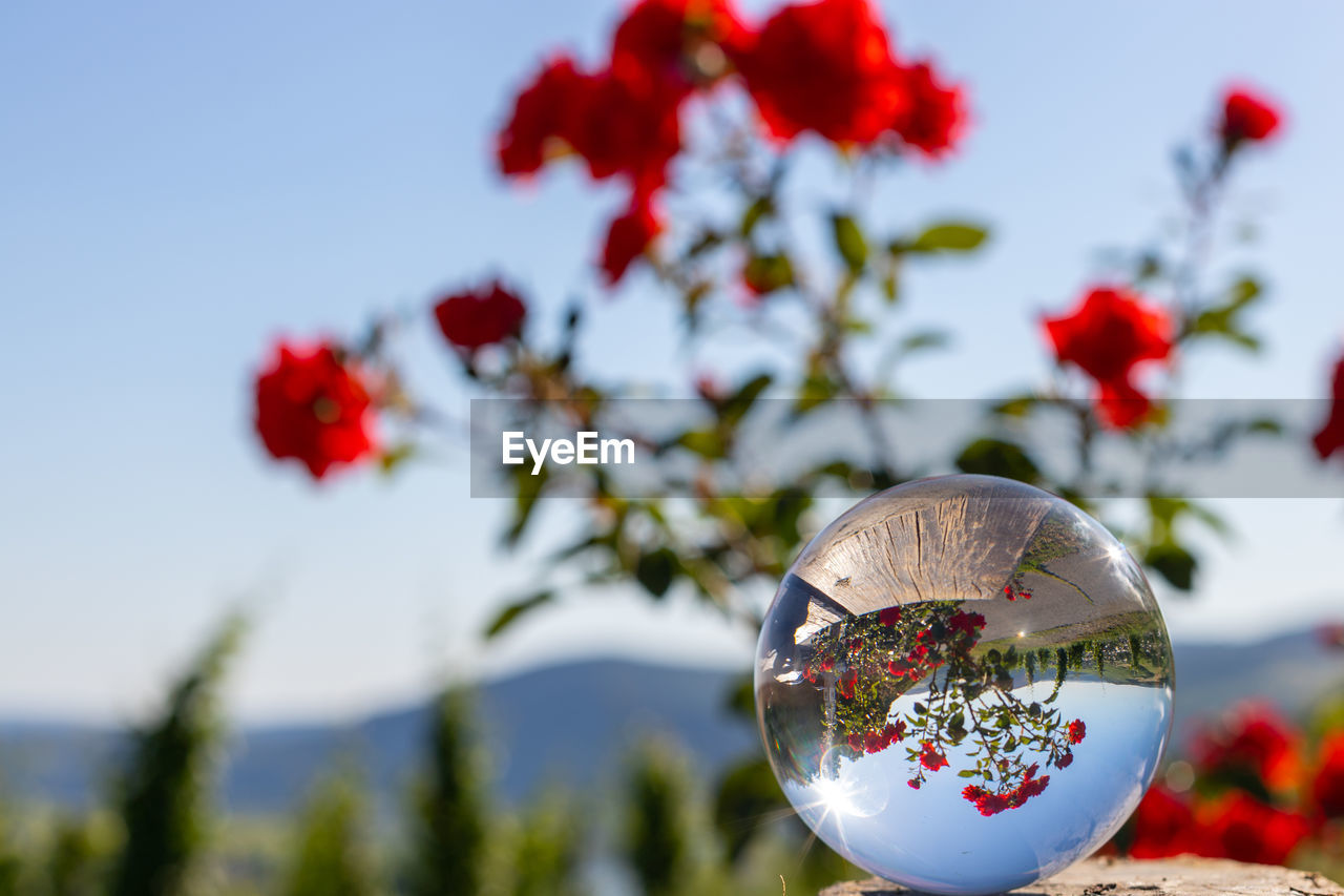 Crystal ball on shale stone with defocused red rose flowers and moselle valley in background