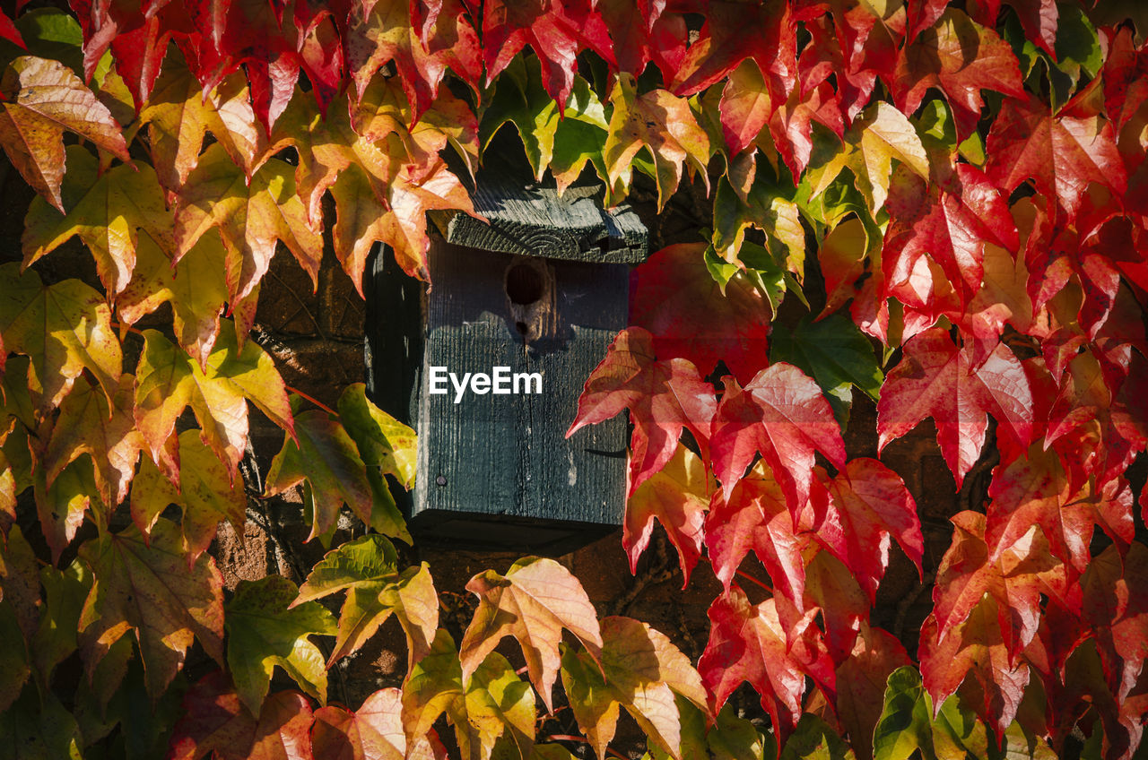 Close-up of maple leaves during autumn