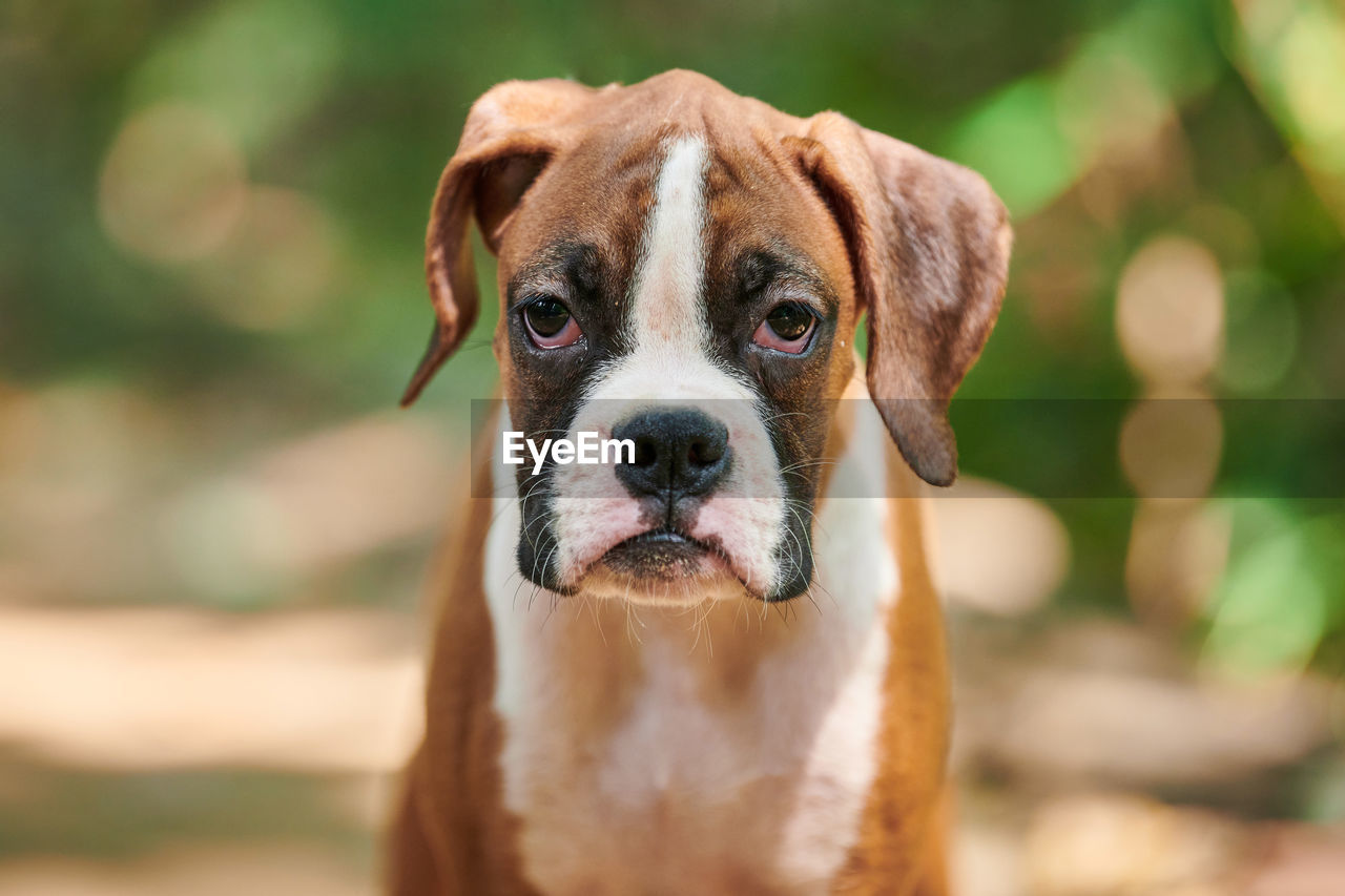 close-up of dog looking away