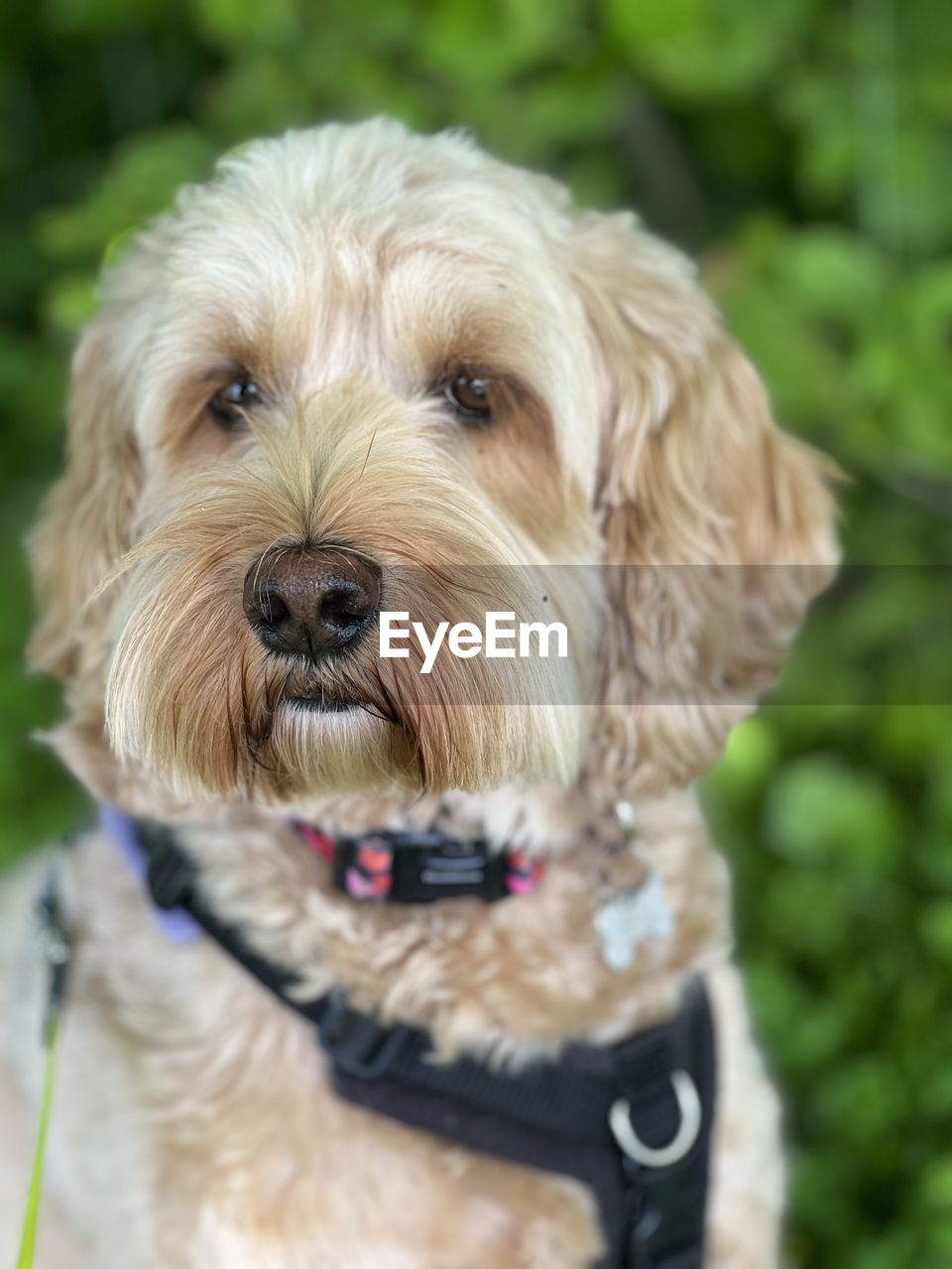 dog, canine, pet, domestic animals, one animal, mammal, animal themes, animal, portrait, looking at camera, cockapoo, cute, carnivore, lap dog, puppy, cavapoo, collar, norfolk terrier, pet collar, young animal, animal hair, no people, focus on foreground, animal body part