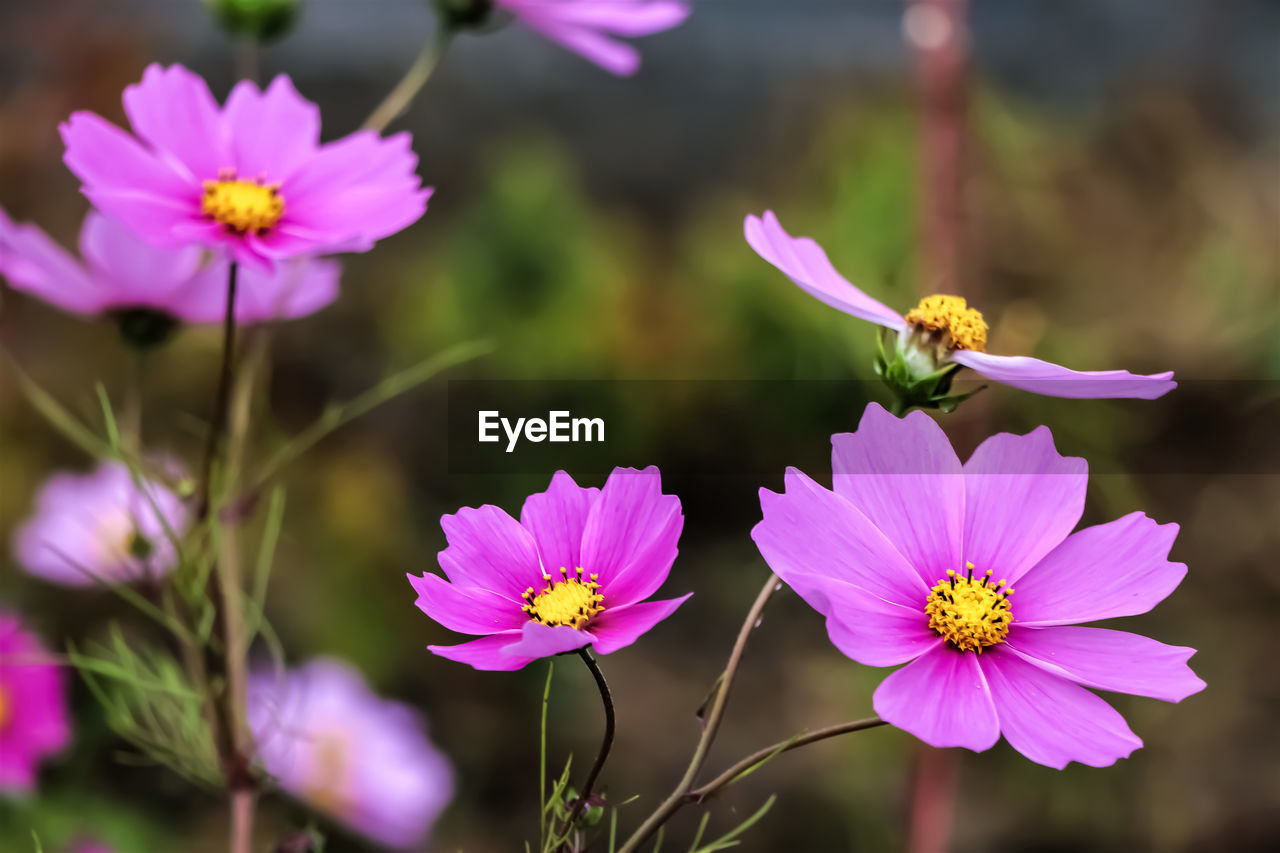 flower, flowering plant, plant, freshness, beauty in nature, garden cosmos, animal wildlife, nature, animal themes, animal, close-up, petal, flower head, pink, fragility, macro photography, insect, no people, cosmos, wildlife, focus on foreground, wildflower, purple, summer, growth, inflorescence, one animal, outdoors, environment, pollen, multi colored, botany, meadow, cosmos flower, springtime, blossom, food, macro, tranquility, yellow, social issues, selective focus, landscape, day