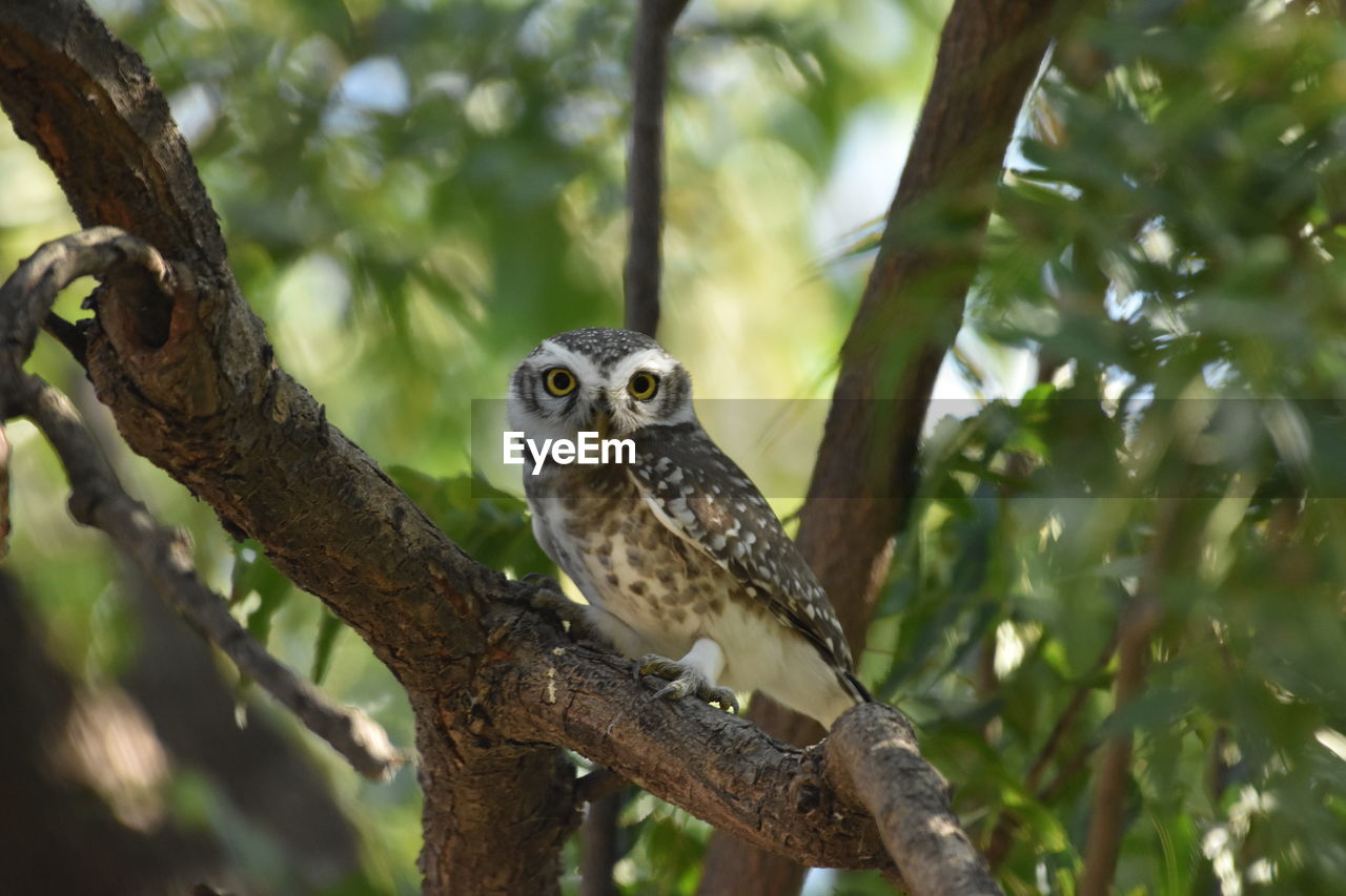 CLOSE-UP OF OWL PERCHING ON TREE