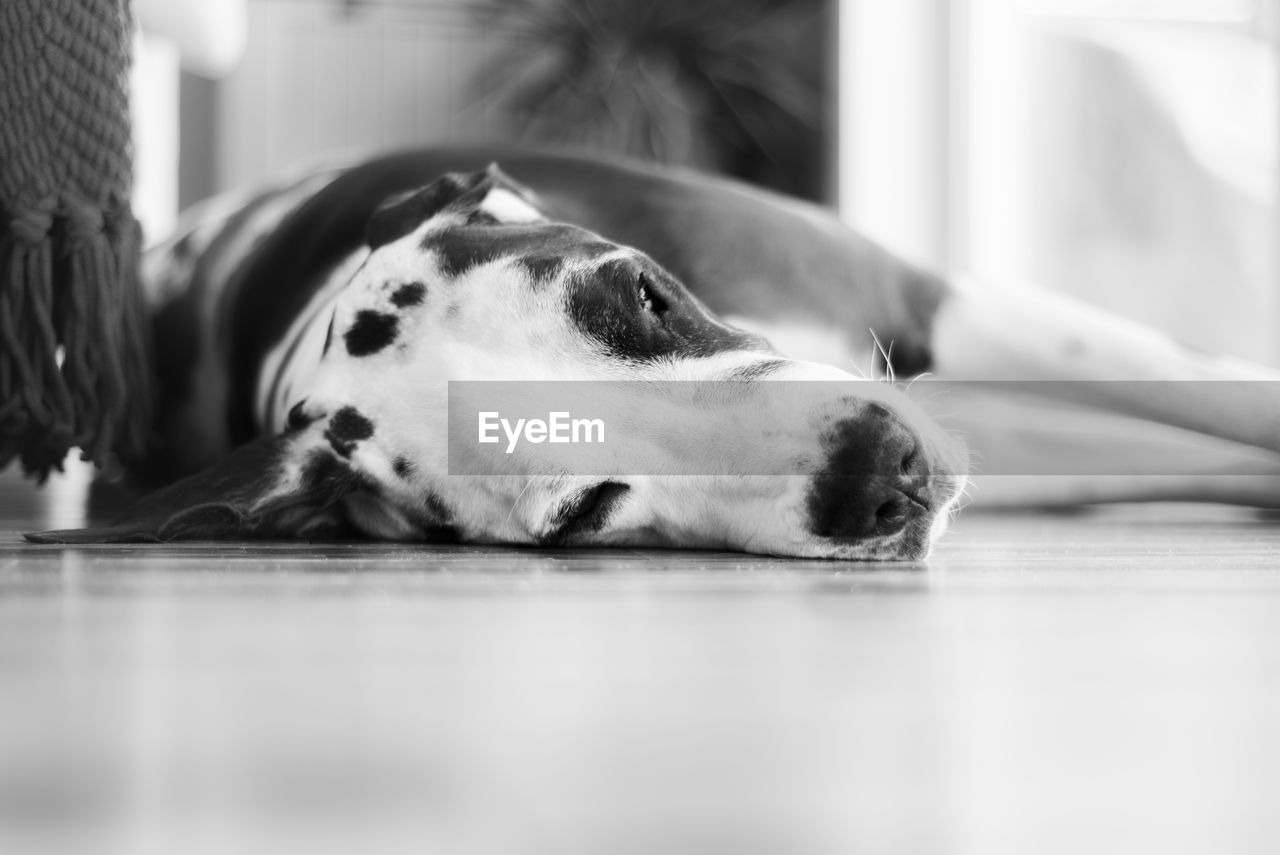 CLOSE-UP OF DOG LYING ON FLOOR AT HOME