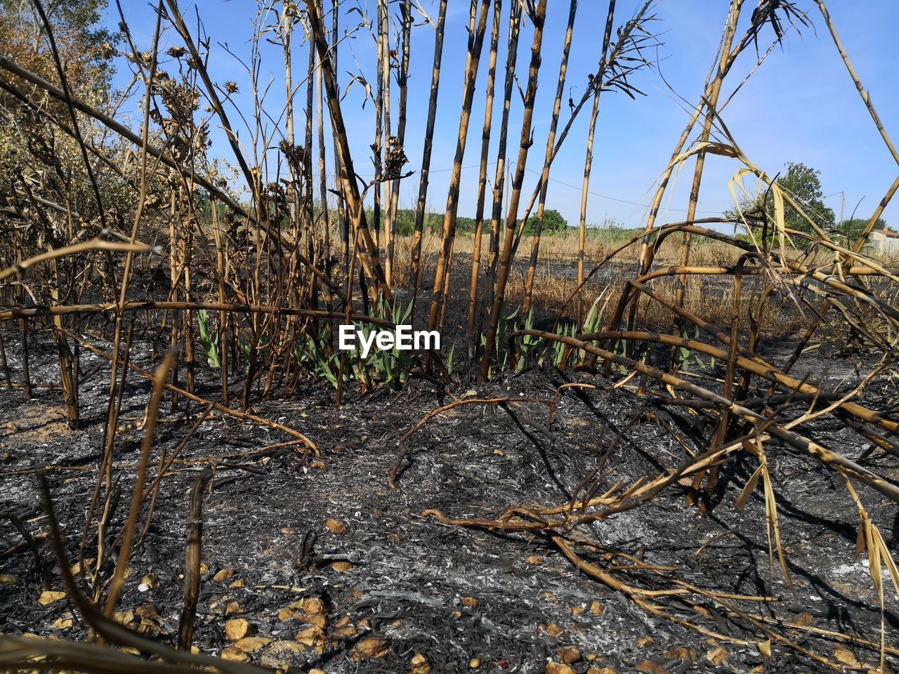 DRY PLANTS ON FIELD