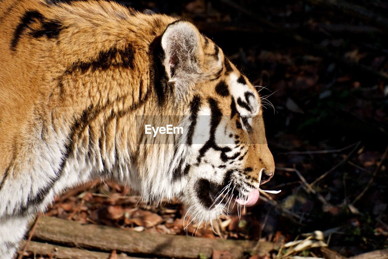 Close-up of tiger by on field in zoo