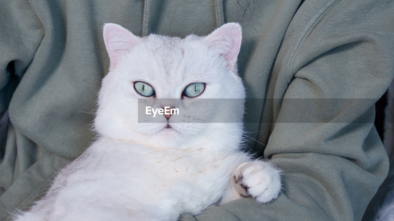 cat, pet, domestic animals, mammal, domestic cat, animal, animal themes, feline, one animal, whiskers, looking at camera, portrait, felidae, small to medium-sized cats, relaxation, indoors, furniture, lying down, cute, animal body part, front view, white, gray, no people, eye, sitting, turkish angora