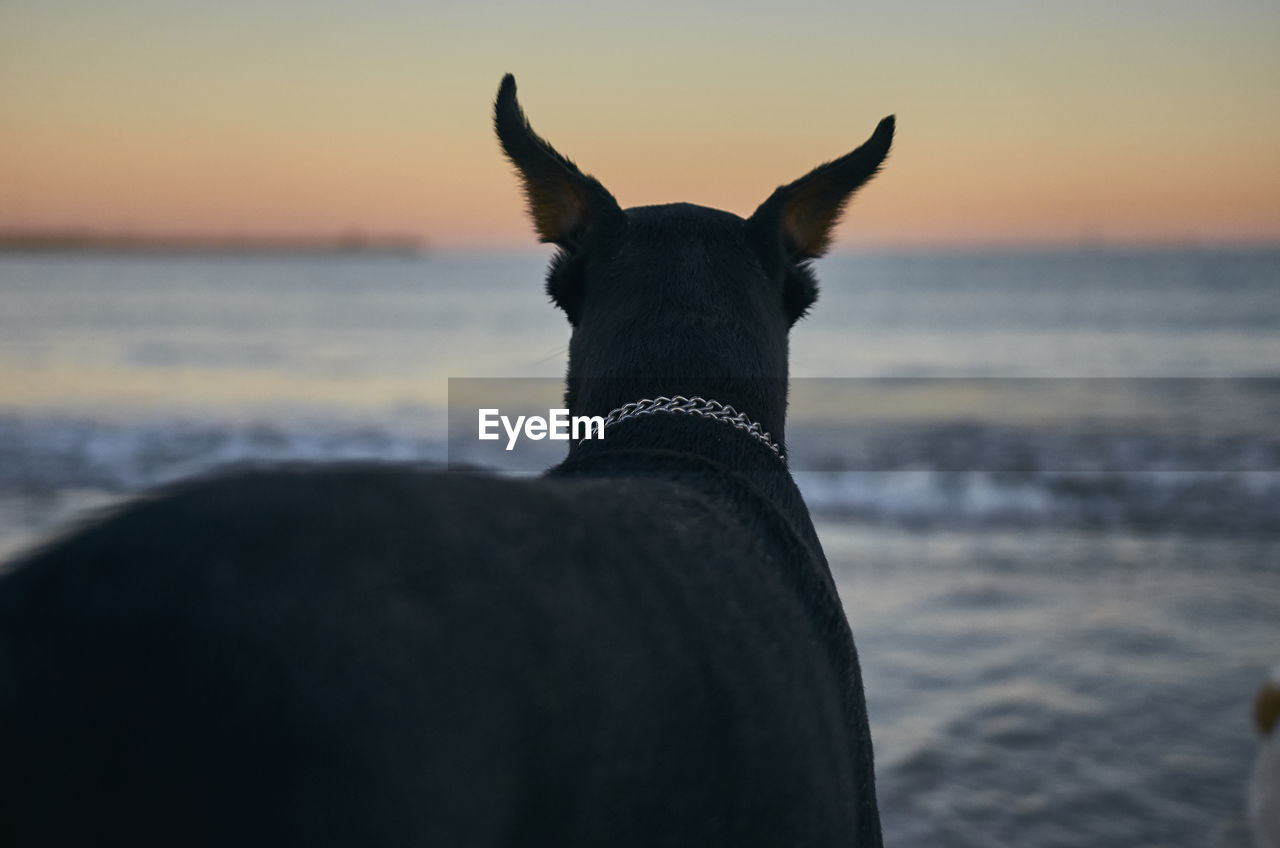 VIEW OF A HORSE ON BEACH