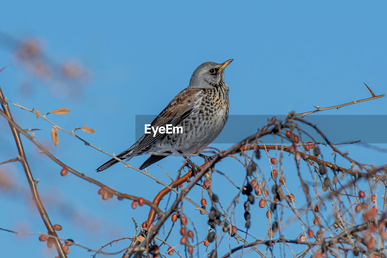 LOW ANGLE VIEW OF BIRD PERCHING ON BRANCH