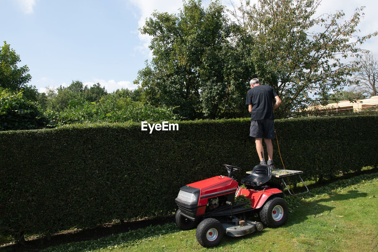 A gardener or worker uses stands to cut petrol hedge trimmers