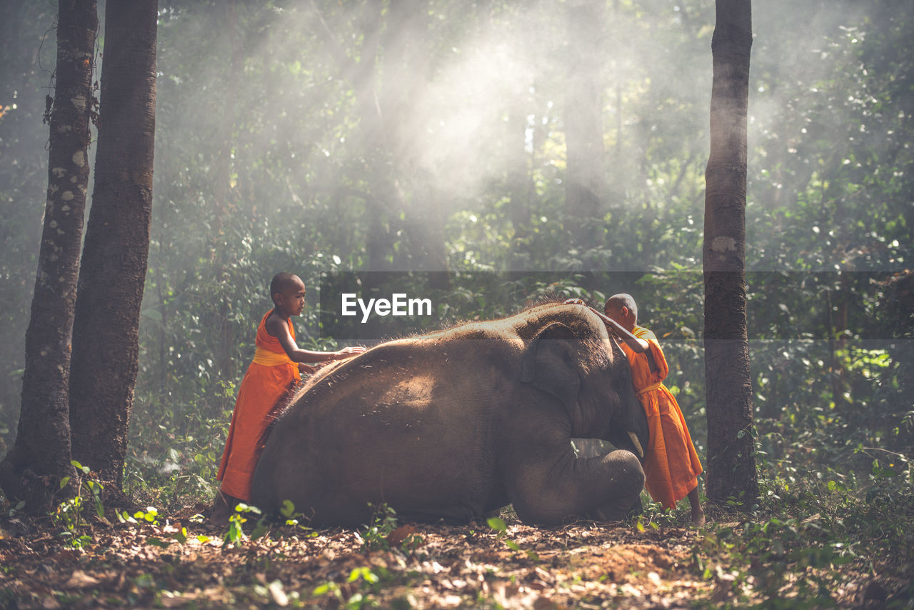 VIEW OF HORSE IN FOREST