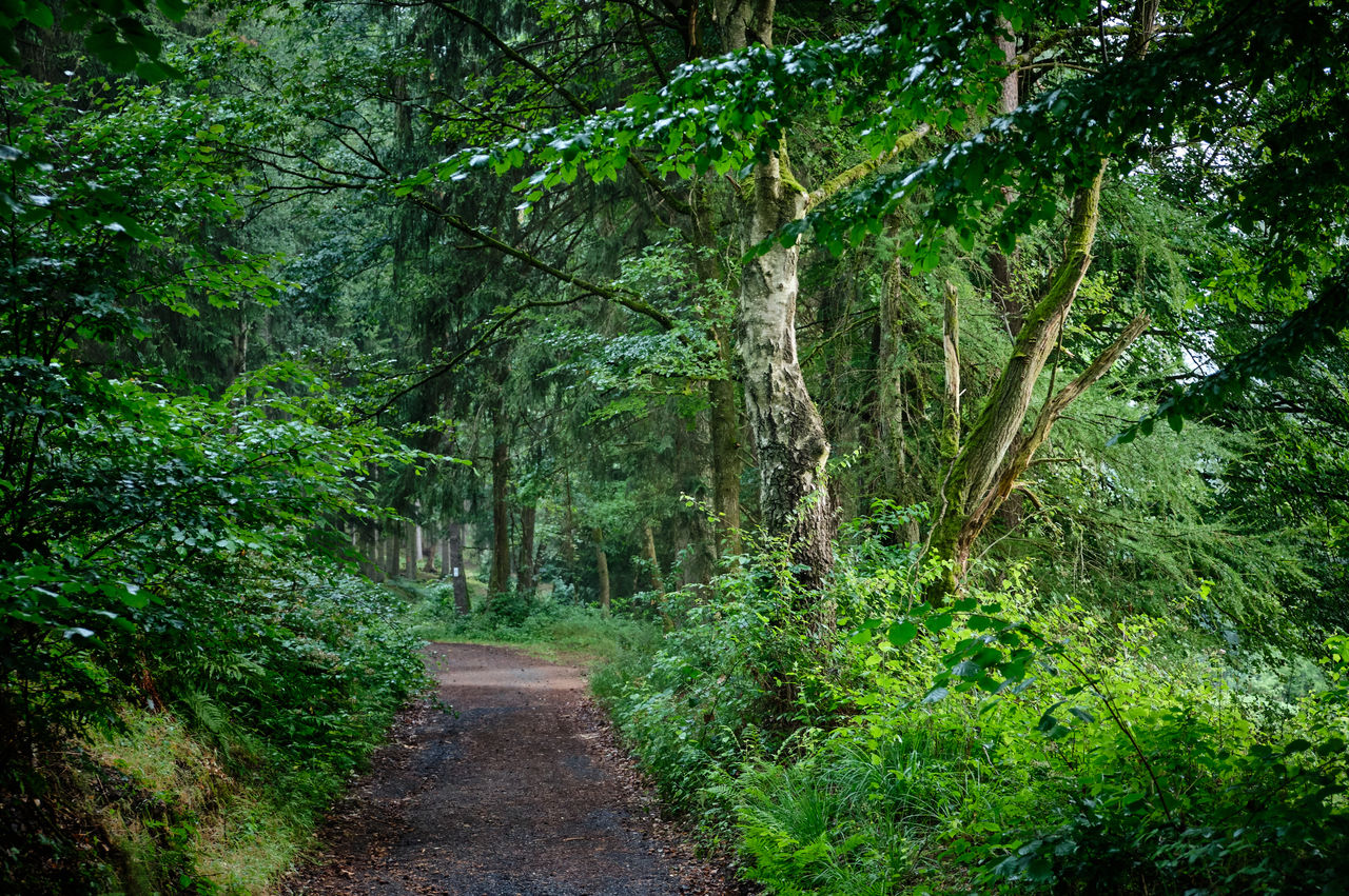 WALKWAY AMIDST TREES GROWING IN FOREST