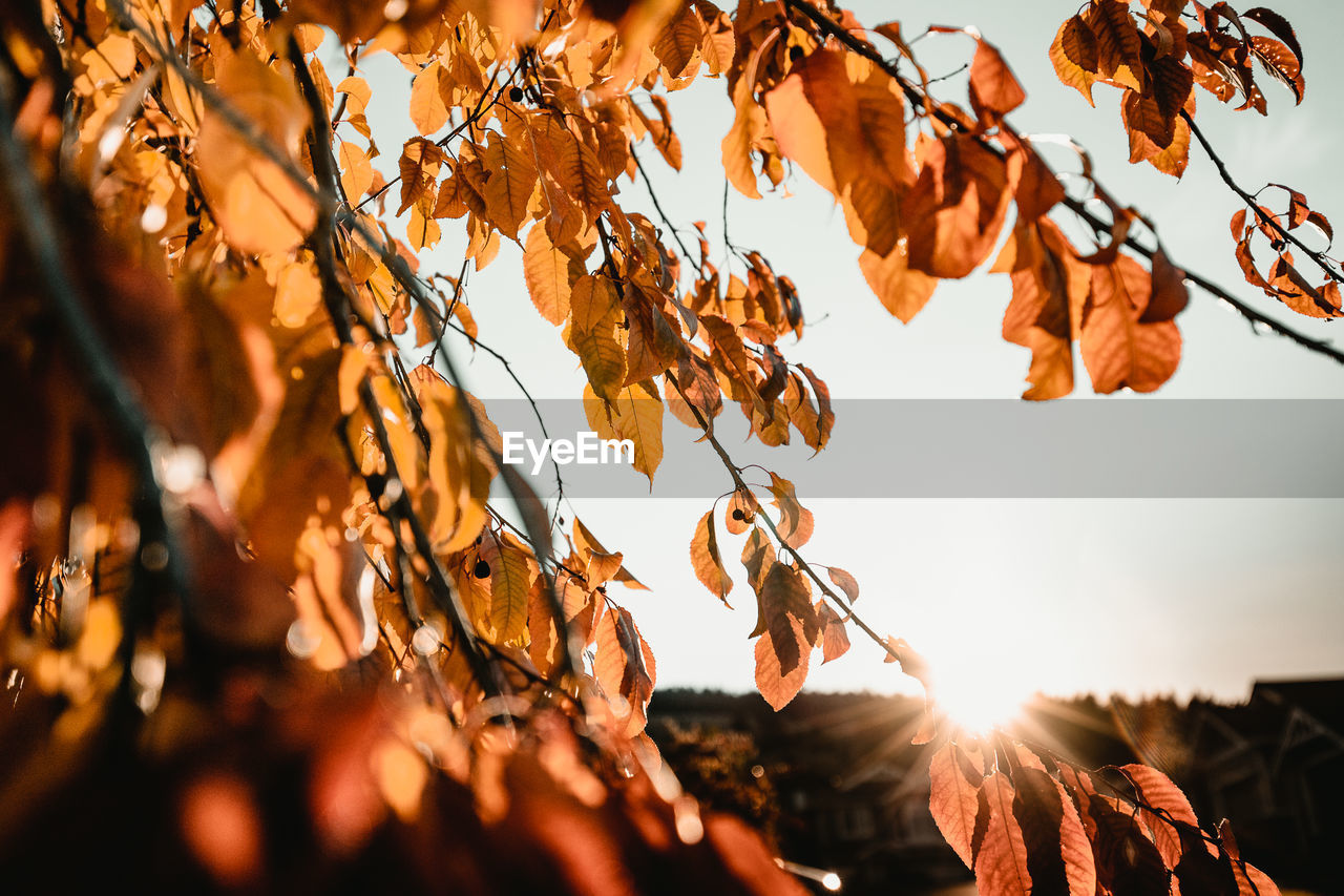 Sunset trough autumnal leaves 