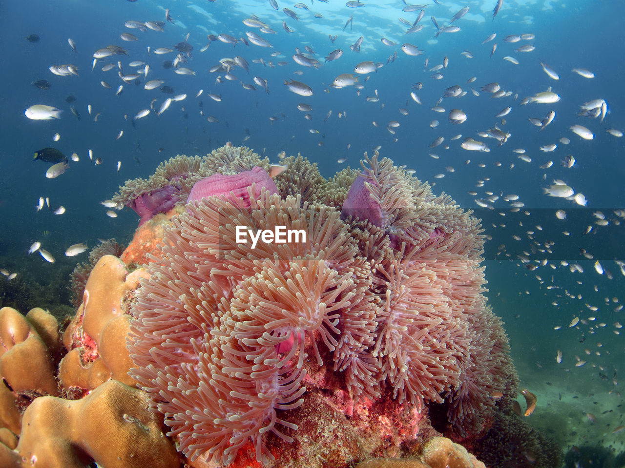 CLOSE-UP OF CORAL REEF IN SEA