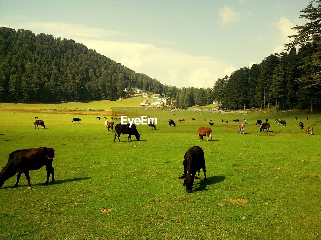 COWS GRAZING ON FIELD