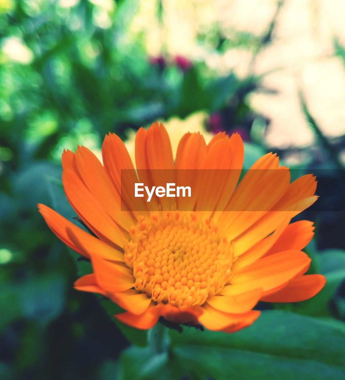 CLOSE-UP OF FLOWER BLOOMING OUTDOORS