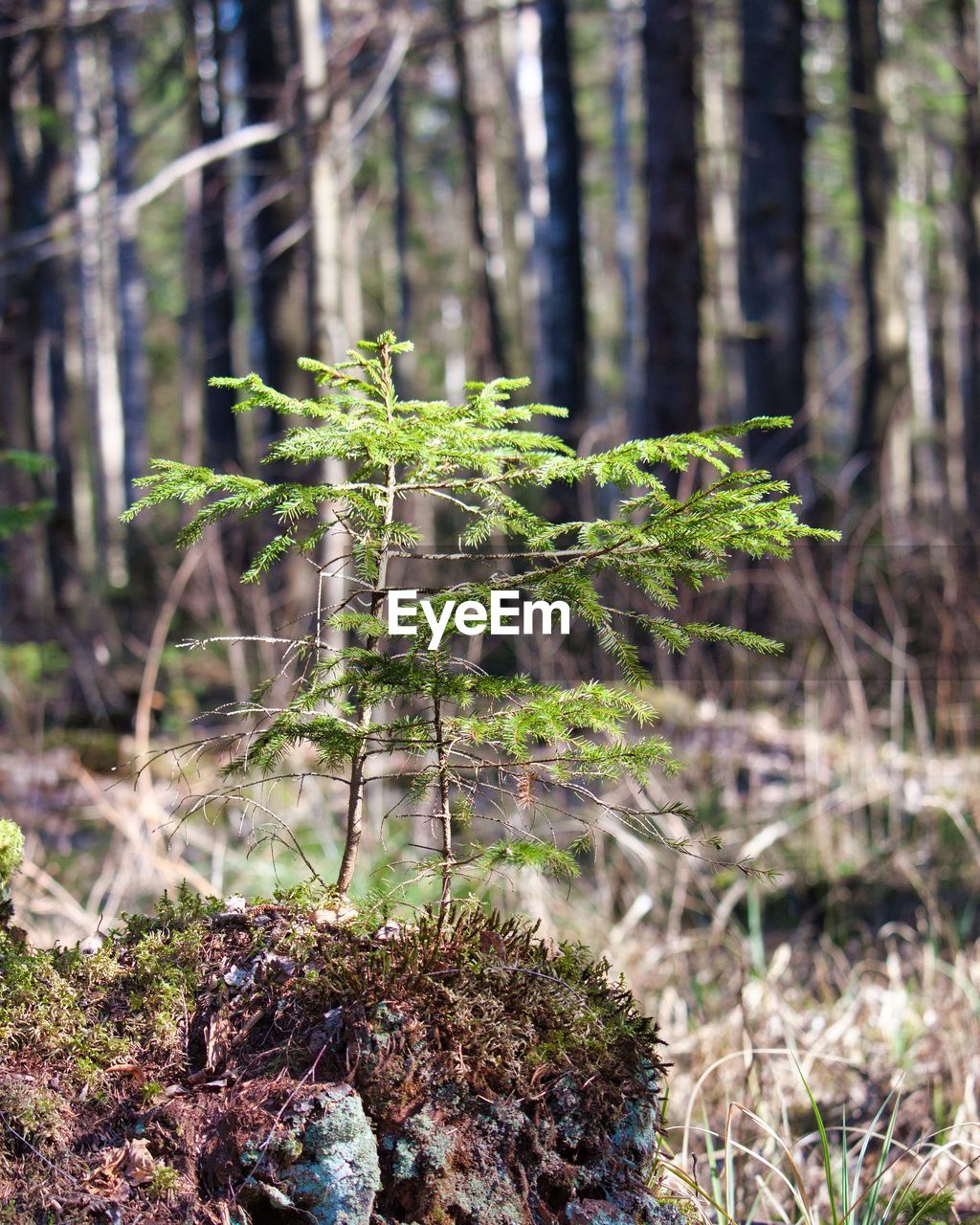 PLANT GROWING ON TREE TRUNK