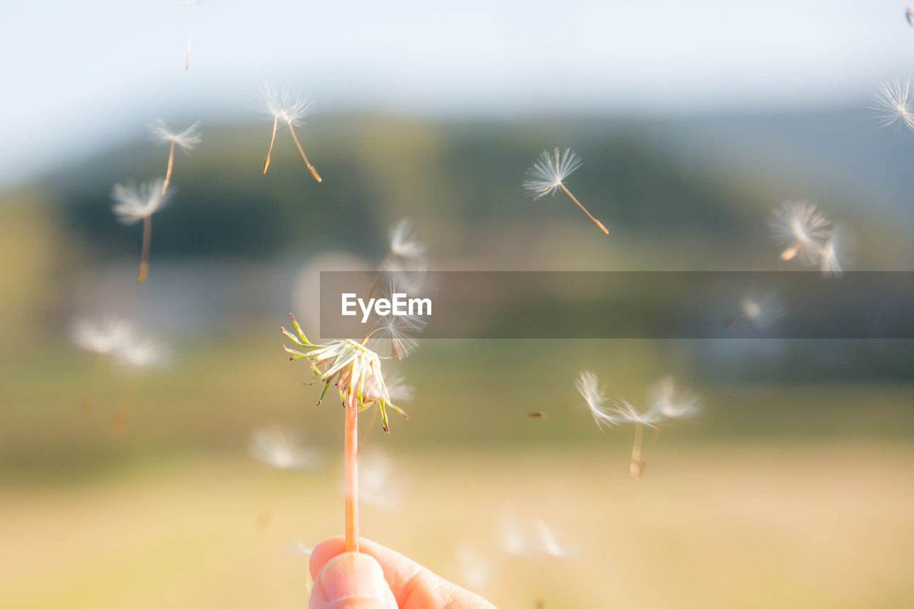 Close-up of dandelion against blurred background