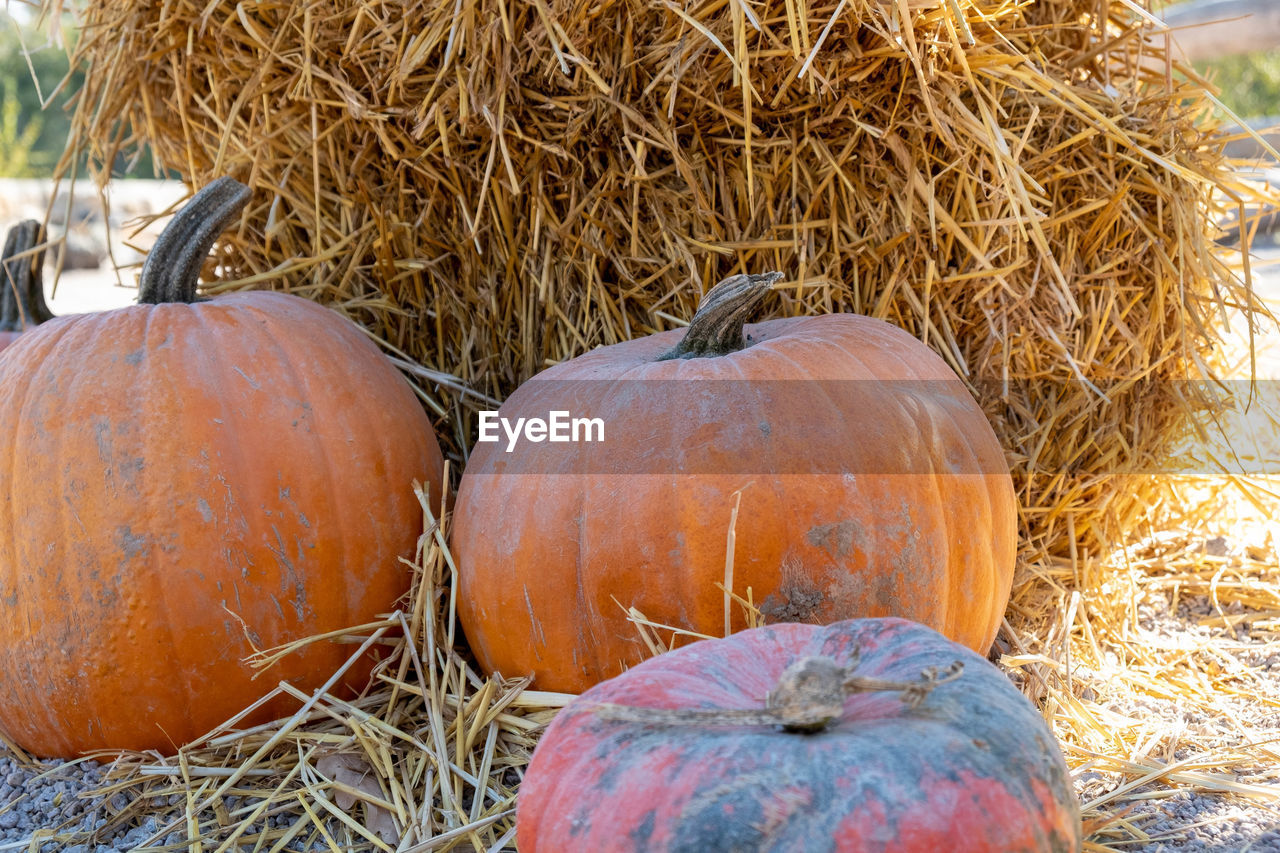 HIGH ANGLE VIEW OF PUMPKINS IN HAY