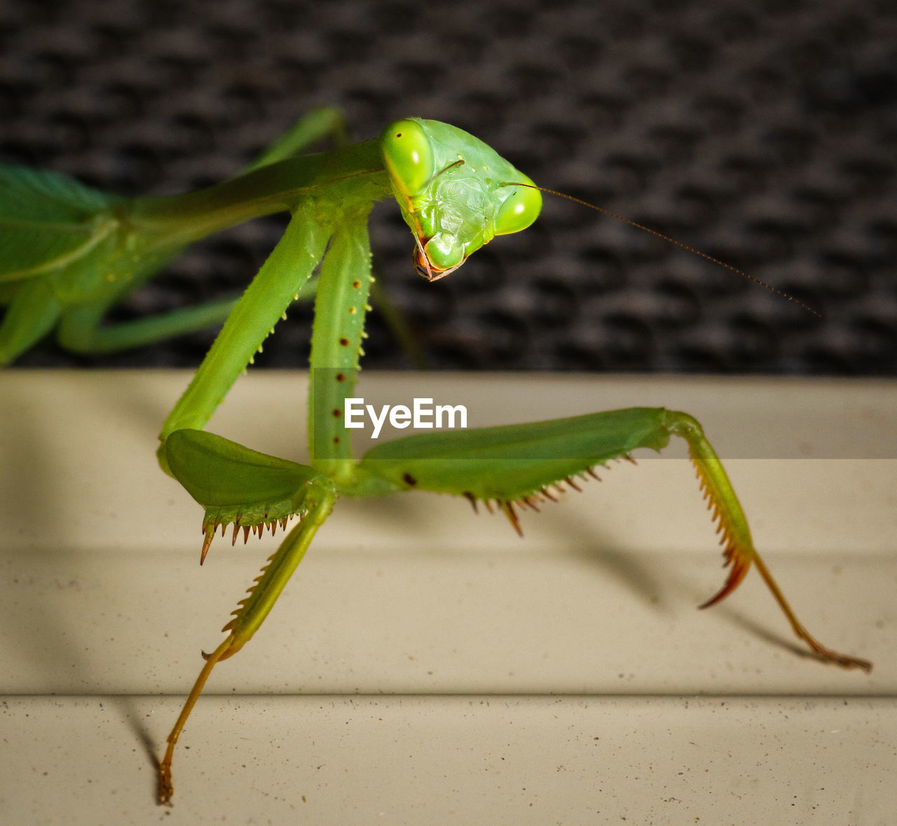 Close-up of a praying mantis.