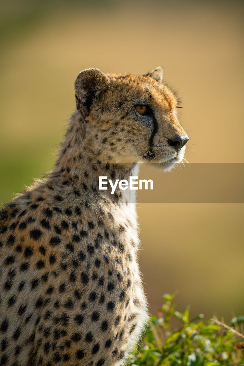 Close-up of backlit cheetah sitting in profile