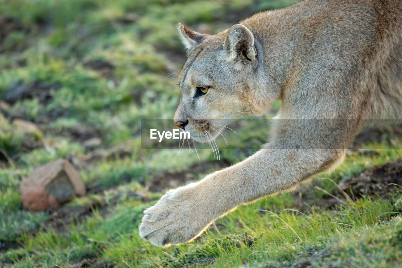 animal, animal themes, mammal, animal wildlife, puma, wildlife, one animal, no people, cougar, feline, felidae, wild cat, nature, side view, lion - feline, grass, carnivora, cat, outdoors, animals hunting, safari, day, whiskers, small to medium-sized cats, big cat, plant, lioness