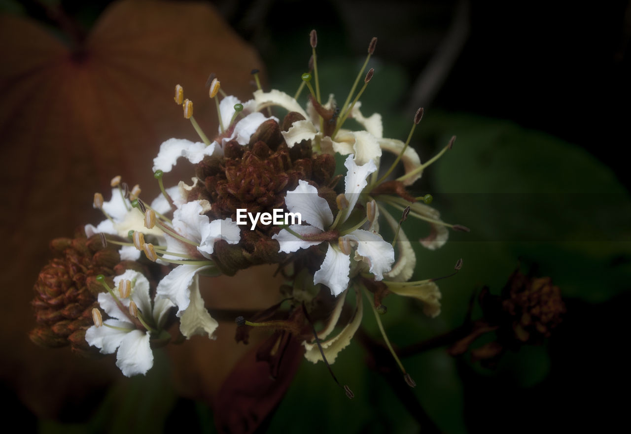 Close-up of white flowers