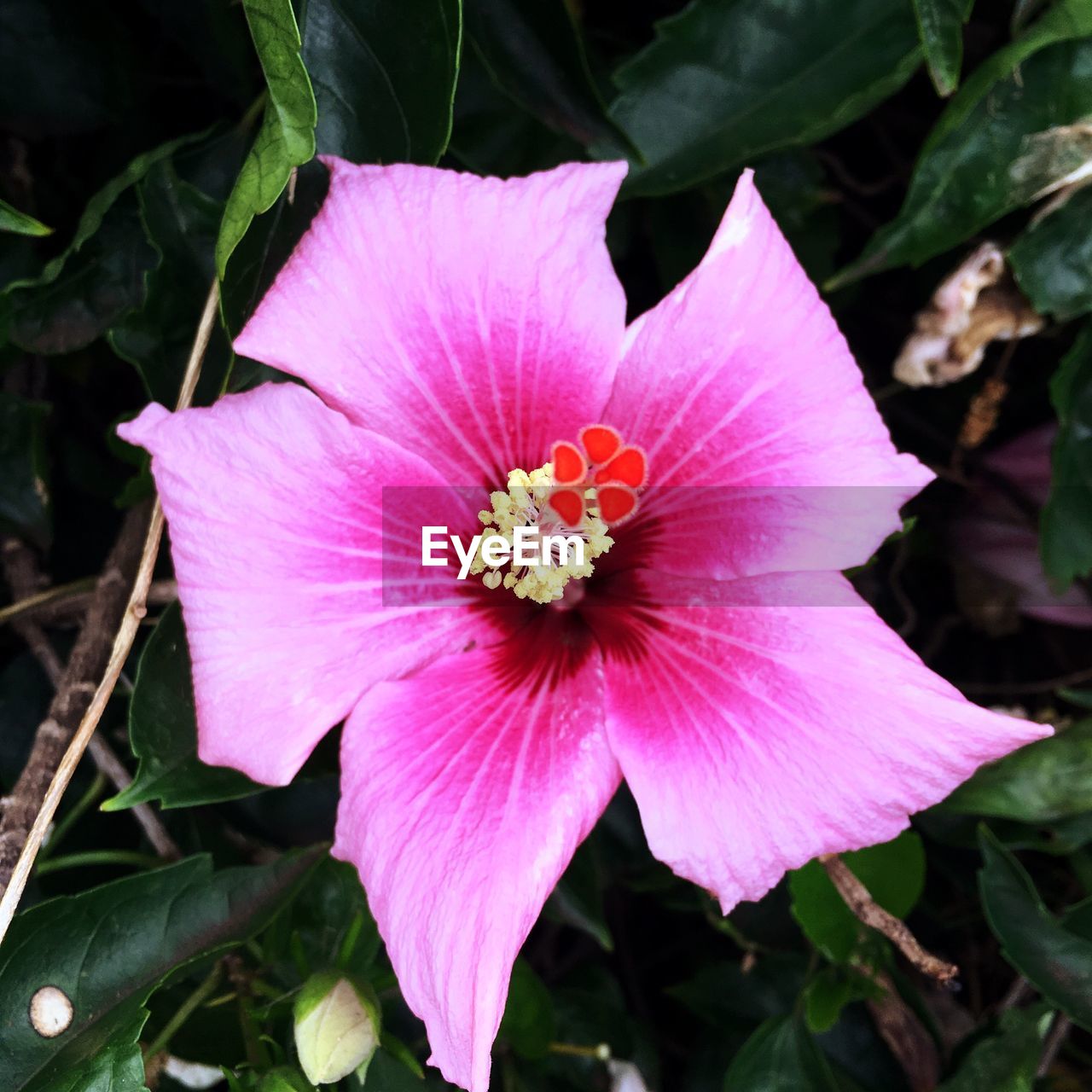 Close-up of pink hibiscus flower blooming outdoors