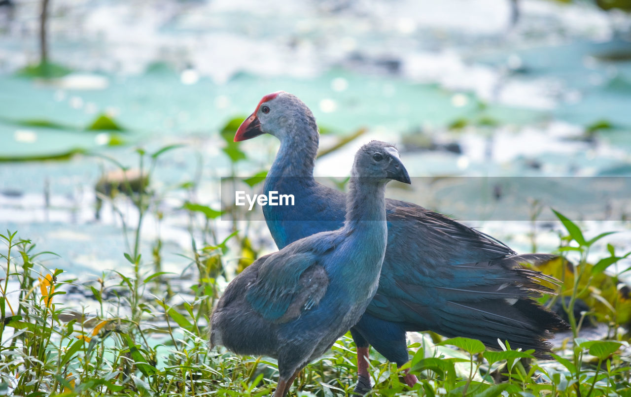 CLOSE-UP OF DUCK ON LAKE