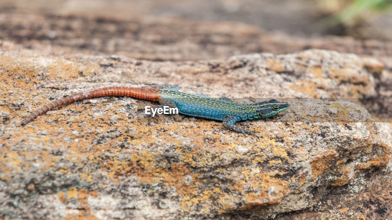 animal themes, animal, animal wildlife, one animal, wildlife, reptile, lizard, wall lizard, no people, nature, rock, environment, land, outdoors, animal body part, day, camouflage, side view, full length, close-up, travel destinations, dragon lizard, multi colored, desert, gecko, soil