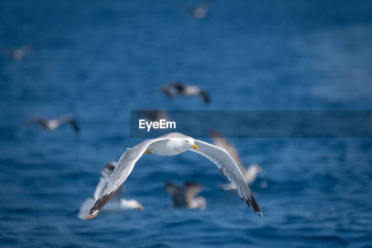 SEAGULL FLYING IN THE SEA