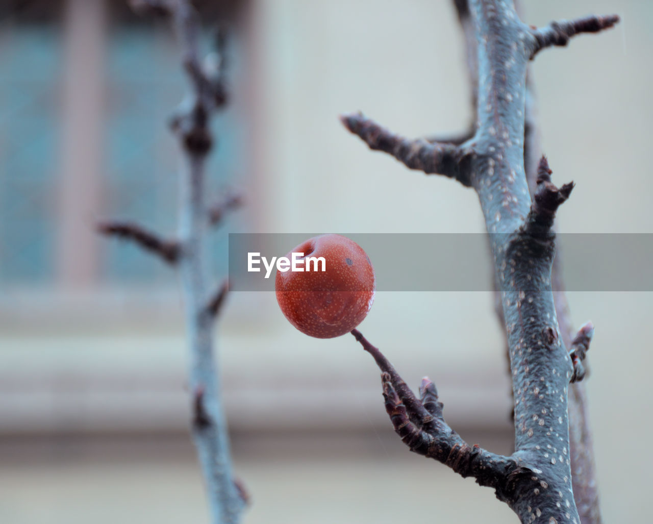 Close-up of apple on tree during winter