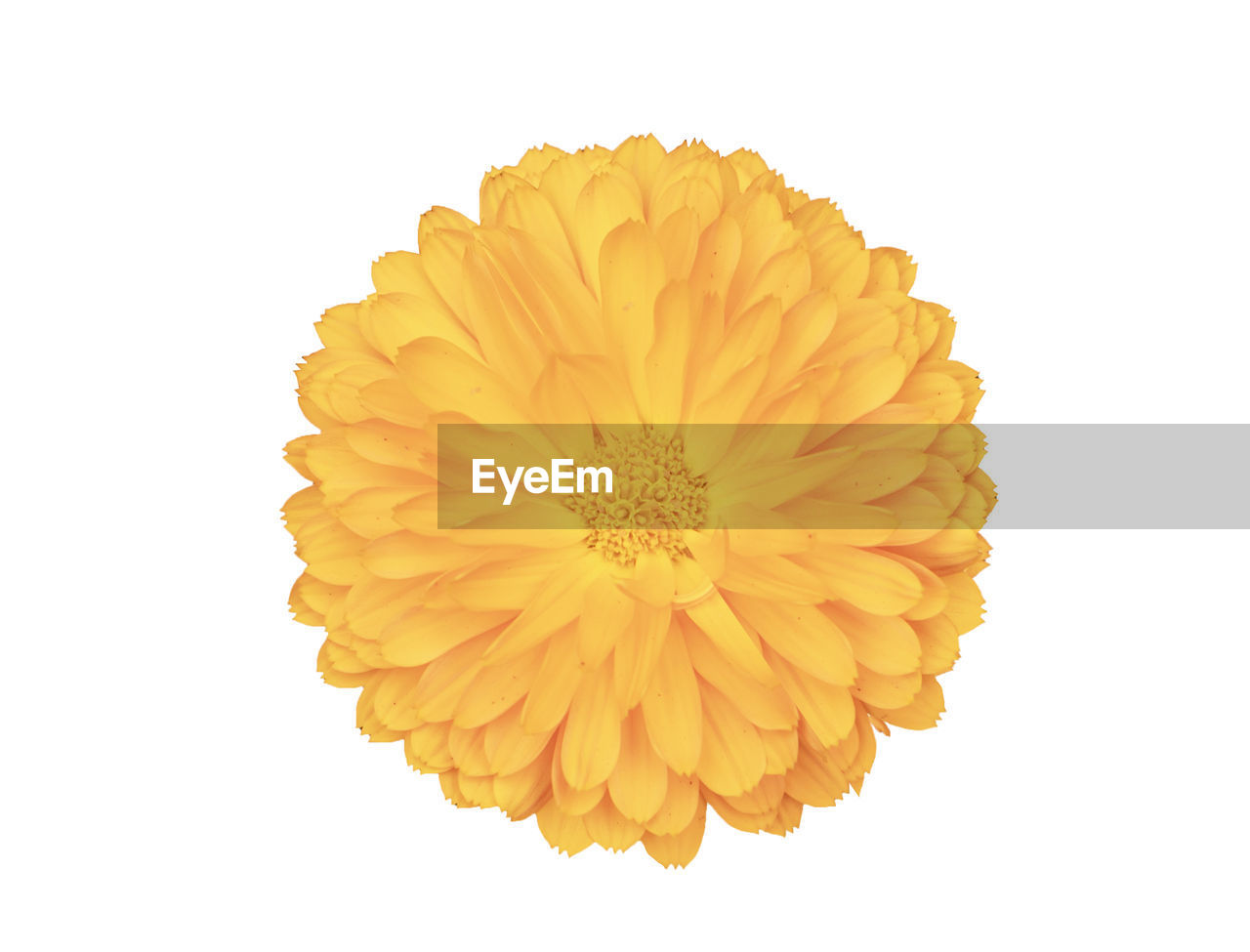 CLOSE-UP OF YELLOW FLOWER OVER WHITE BACKGROUND