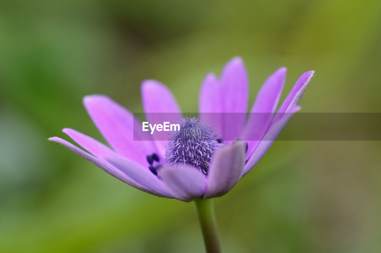 CLOSE UP OF PURPLE FLOWER