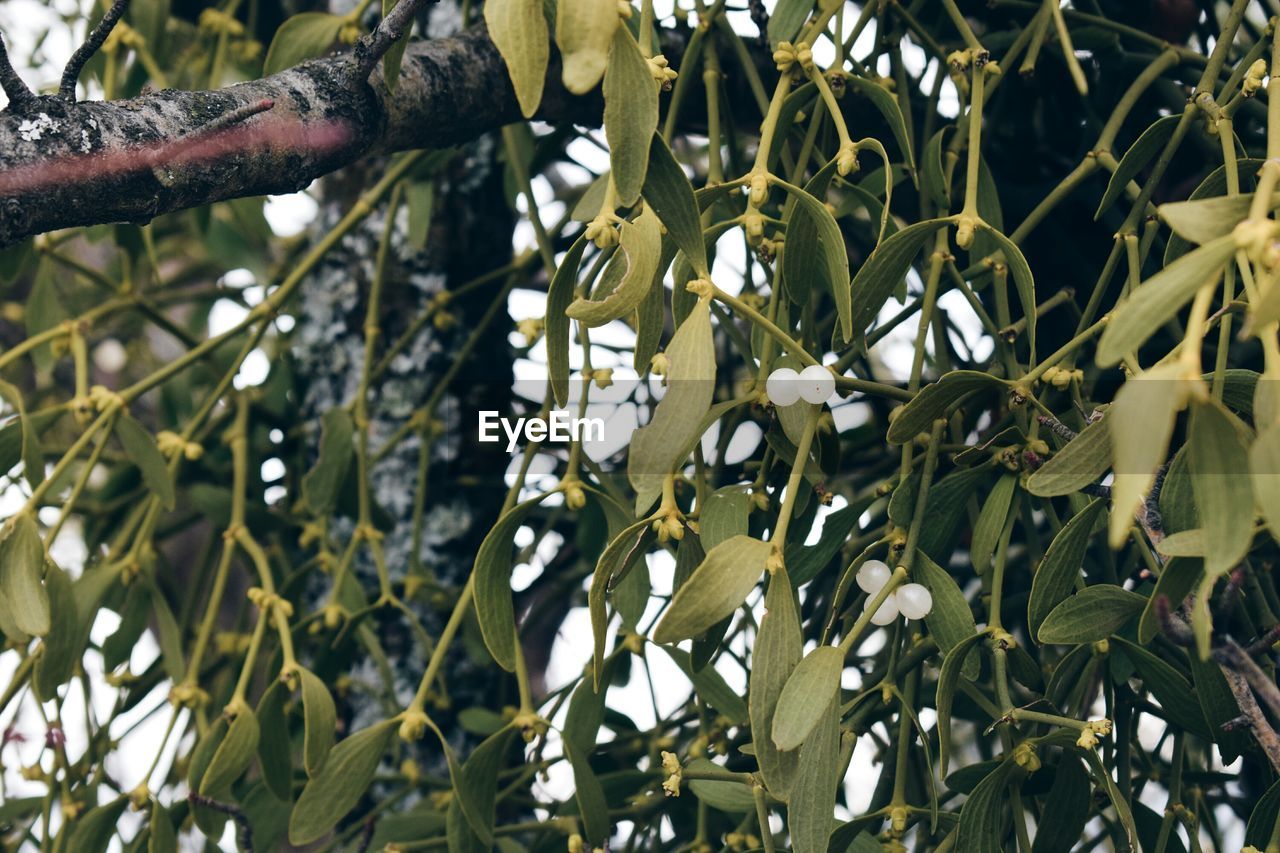 CLOSE-UP OF LEAVES ON TREE