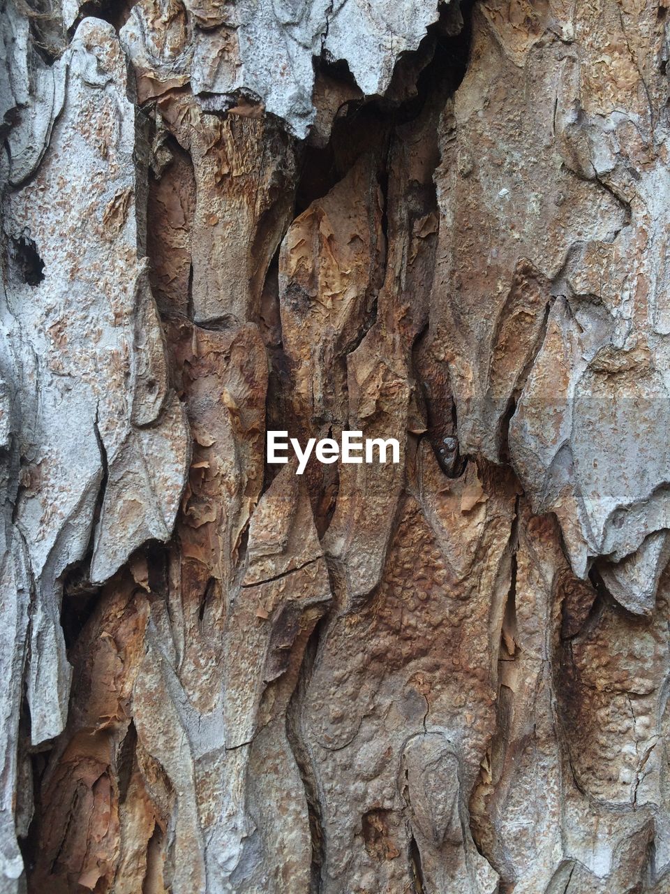 FULL FRAME SHOT OF TREE TRUNK