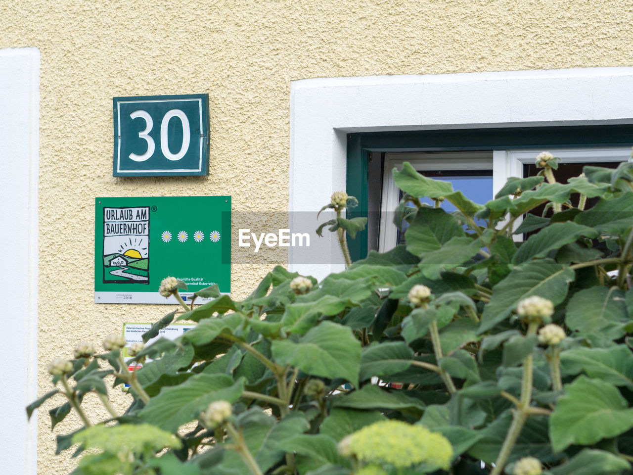 LOW ANGLE VIEW OF PLANTS ON WALL