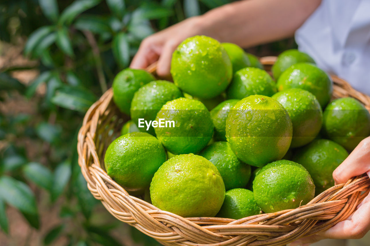 CLOSE-UP OF GREEN FRUITS IN BASKET