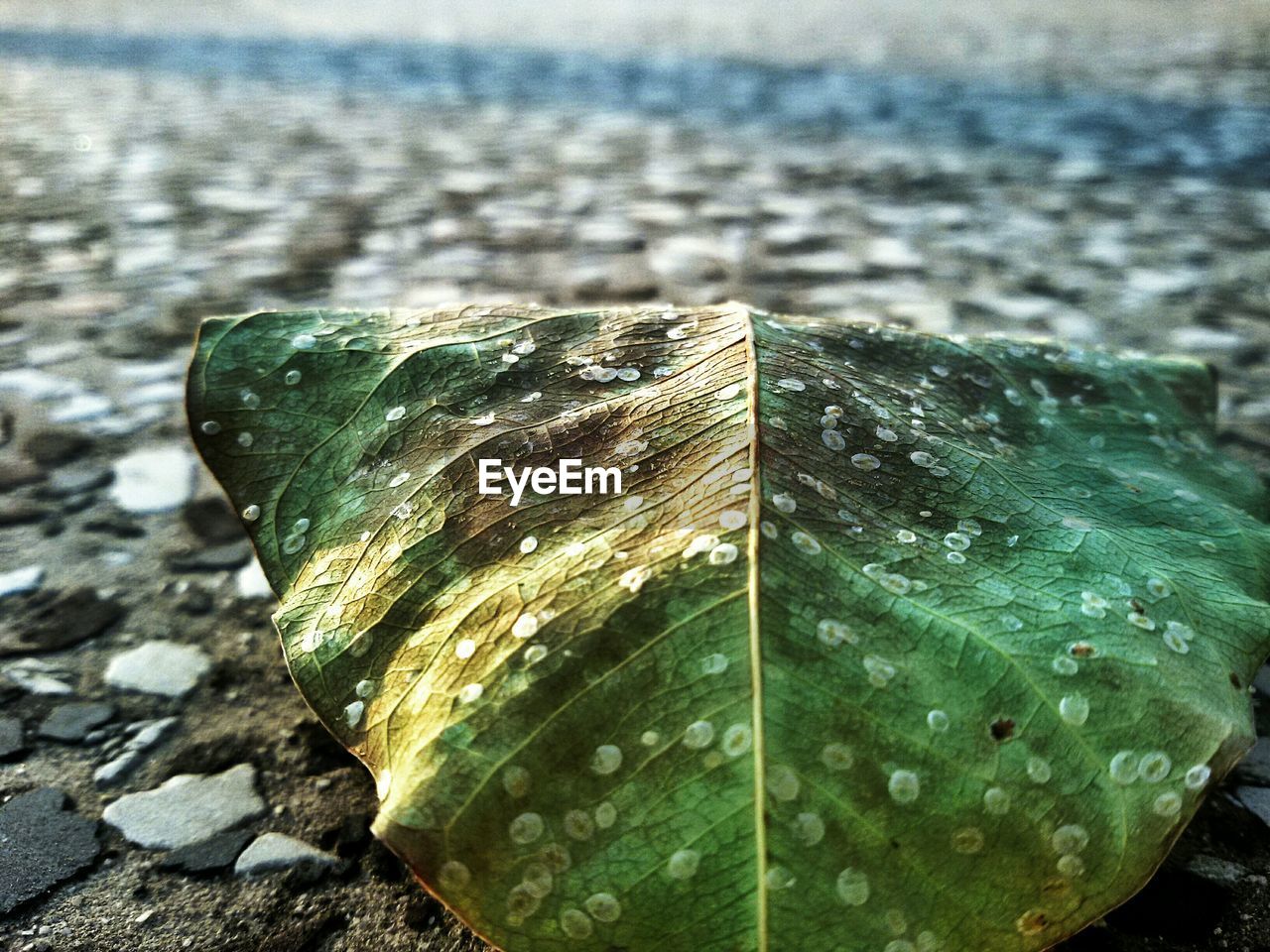 Close-up of dry leaf