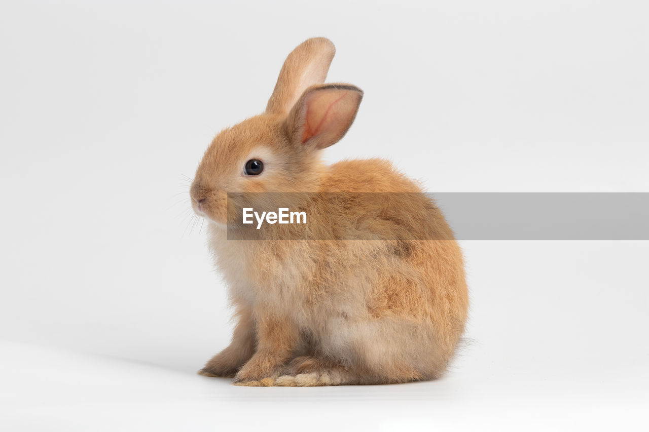 Close-up of a brown rabbit over white background