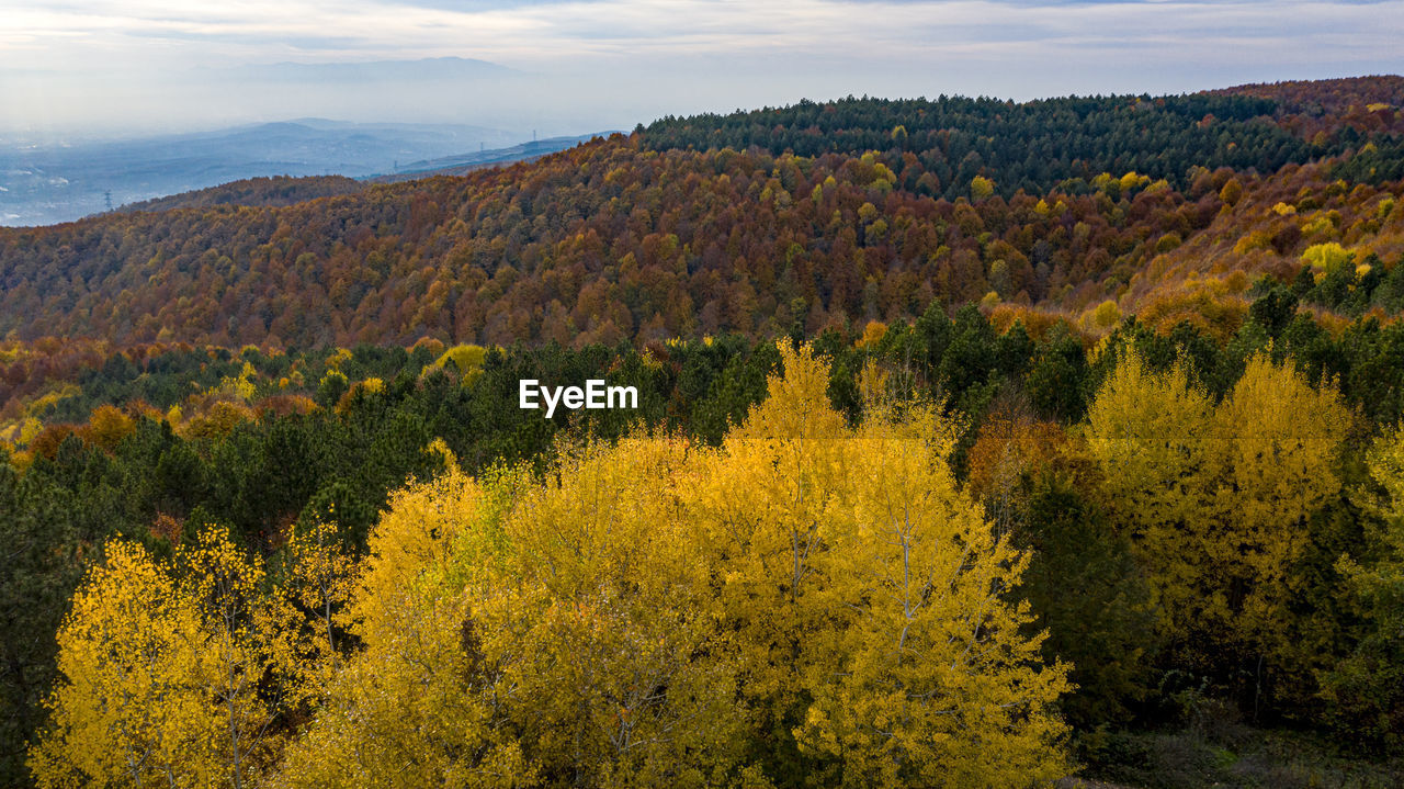 SCENIC VIEW OF YELLOW AUTUMN TREES