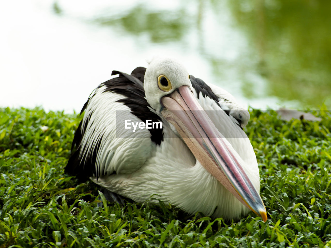 Picture of pelicans, a genus of large water birds that make up the family pelecanidae.