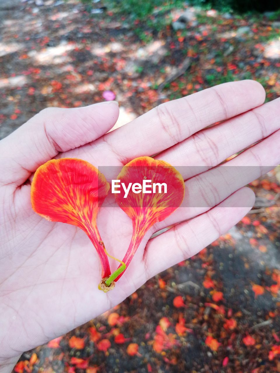 HIGH ANGLE VIEW OF HAND HOLDING RED FLOWER