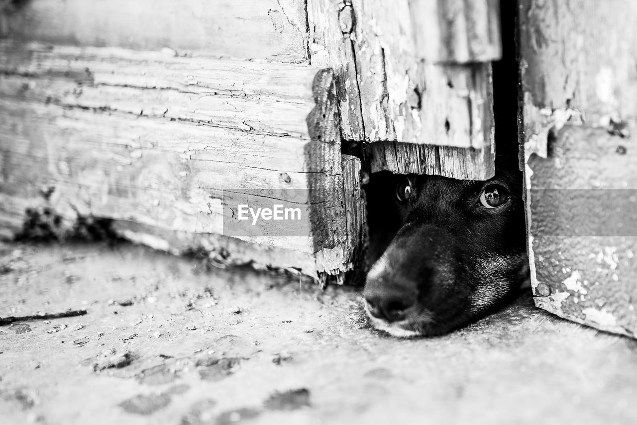 CLOSE-UP OF A DOG RESTING