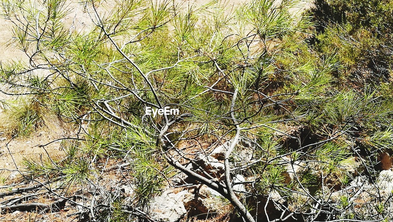 CLOSE-UP OF TREE BRANCH IN FOREST