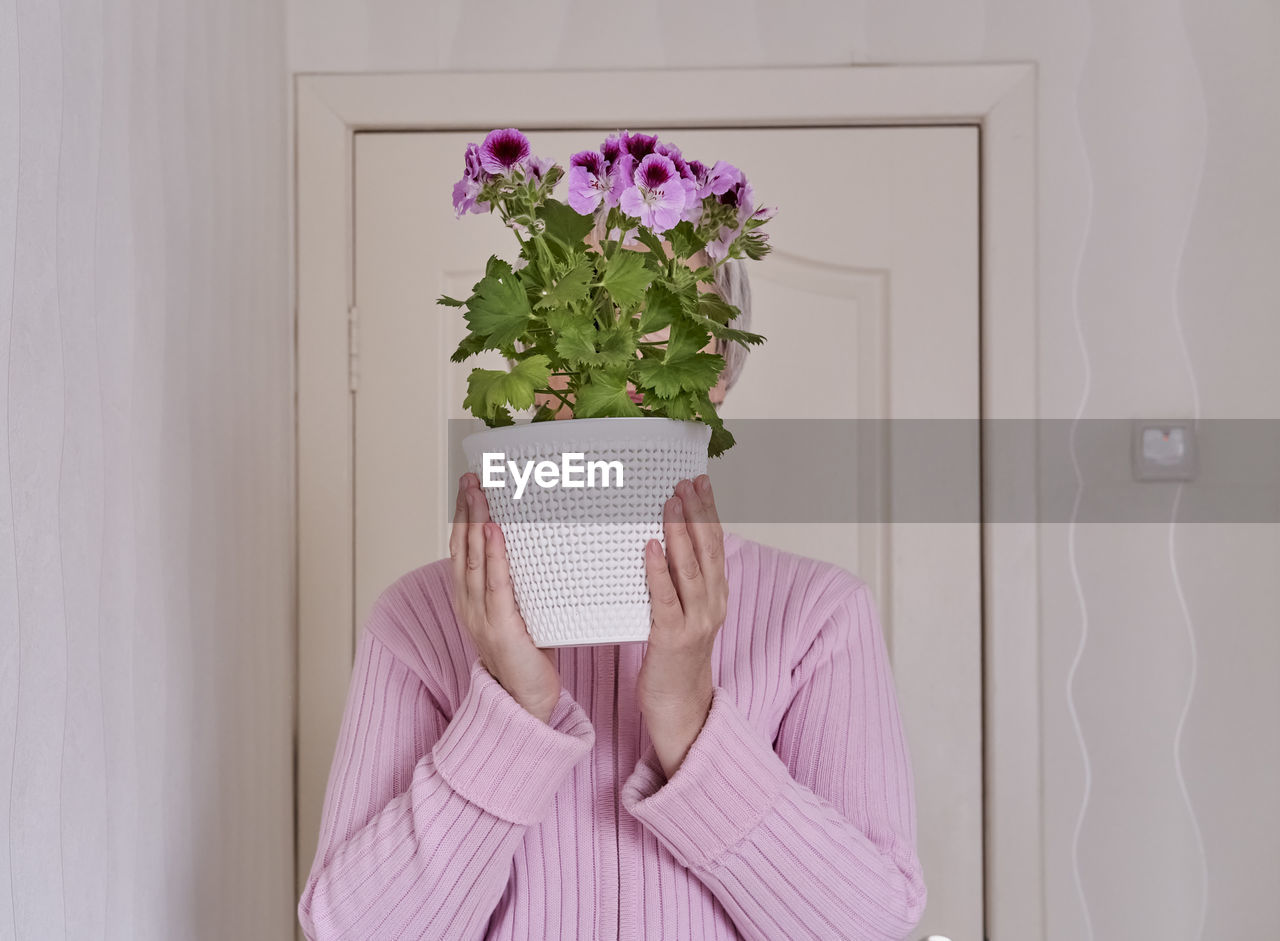 A woman with short gray hair in pink cardigan holding in her hands a potted plant pelargonium regal. 